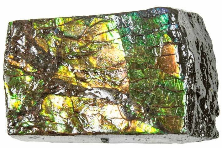 Iridescent Ammolite (Fossil Ammonite Shell) - Alberta #311406